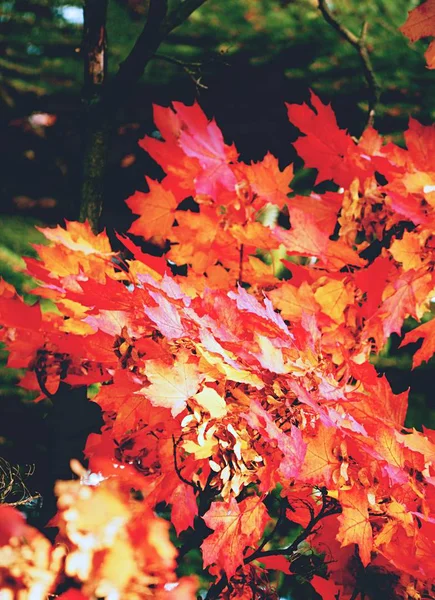 Belle Vue Automne Feuilles Érable Rouge Jaune Orange Sur Ciel — Photo