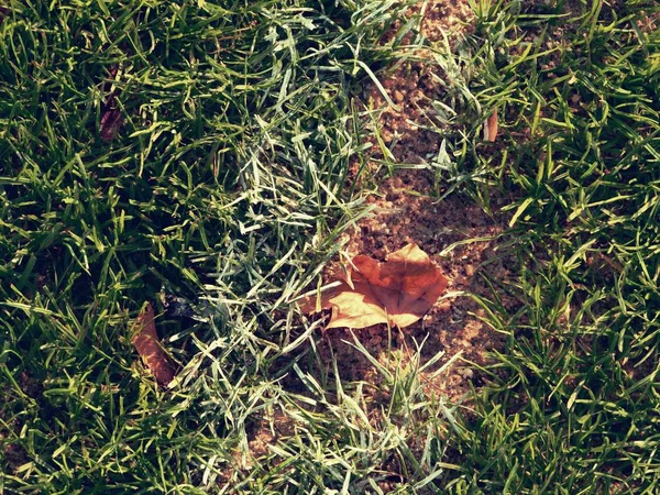 Yellow Leaves Fallen Green Football Soccer Grass Field End Season — Stock Photo, Image