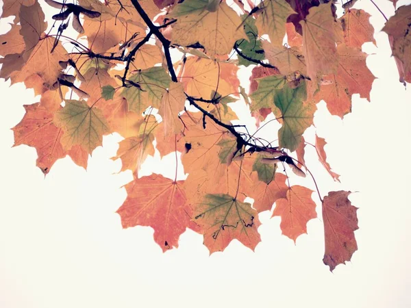 Feuilles Érable Automne Rouge Sanglantes Sur Fond Éclairé Ciel Clair — Photo