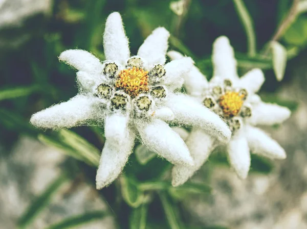 Edelweiss Přírodě Vzácné Alpské Květiny Divoké Horské Louky — Stock fotografie