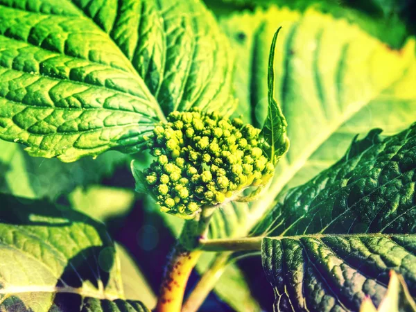 Closed Blossom Blue Hydrangea Hortensia Flowers Surface Macro Photo Follow — Stock Photo, Image