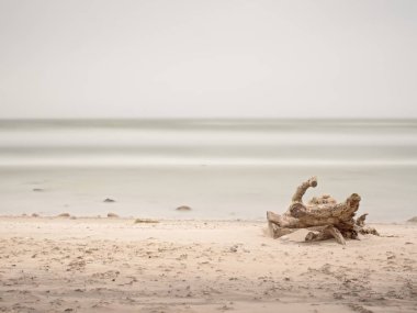 Deniz kenarında kumdan yapışmasını kökleri geri kalanı ile kırık gövde. Ağaç kütüğü su boş kıyısında kökleri ile sarı kum temizleyin. Doğal arka plan.