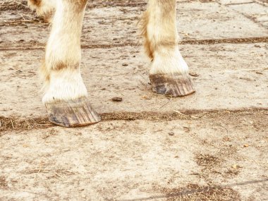 Ayakkabısız at toynak detayını. At toynak at nalı olmadan yakın çekim yeşil çim zemin üzerine