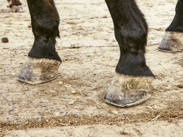 暗い茶色の馬は 地面に足の詳細の靴を履いていないひづめ — ストック写真