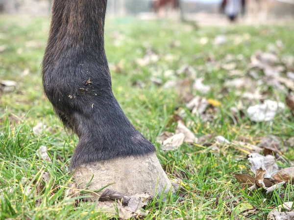 Detail Horse Black Feet Grassy Ground Unshod Hoof Experienced Domestic — Stock Photo, Image