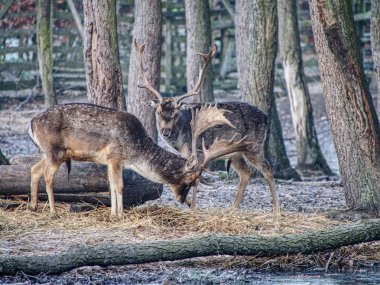 Alageyik sisli sonbahar ormandaki sürüsü. Soğuk Kasım sabah. 