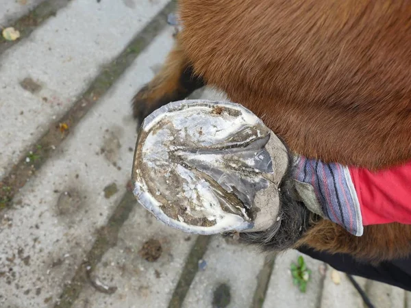 Assistente Fabbro Tiene Ferro Cavallo Della Zampa Posteriore Zoccoli Pulizia — Foto Stock