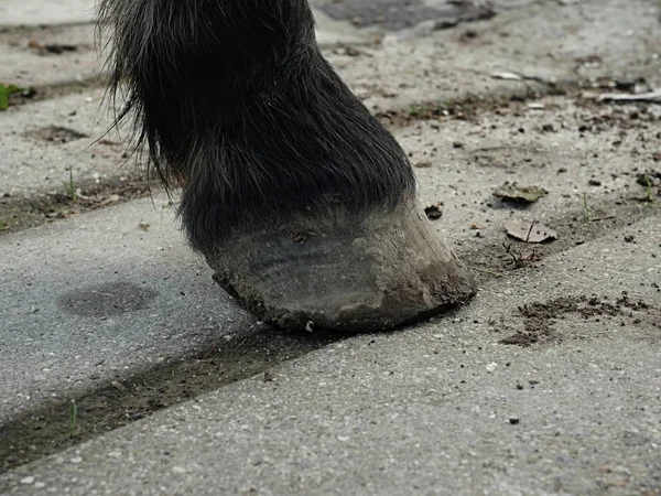 Hoofs Importa Herrero Detalle Pezuña Caballo Sin Calzar Cascos Caballo —  Fotos de Stock