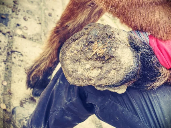 Assistente Fabbro Tiene Ferro Cavallo Della Zampa Posteriore Zoccoli Pulizia — Foto Stock