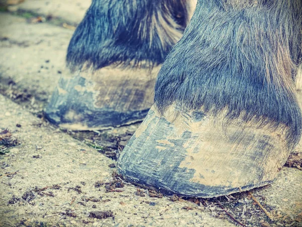 Hoofs Blacksmith Care Detail Unshod Horse Hoof Horse Hoof Horseshoe — Stock Photo, Image