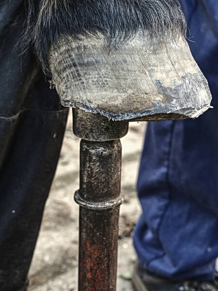 Hoofs after blacksmith care.  Detail of unshod horse hoof. Horse hoof without horseshoe close up