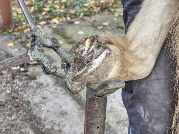 Necessary hoof care of horse before being mounted horseshoe. Cut of worn keratin.
