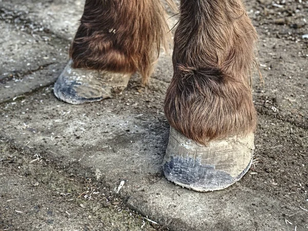 Hovar Häst Efter Smeden Care Tydlig Hovar Utan Slitna Keratin — Stockfoto