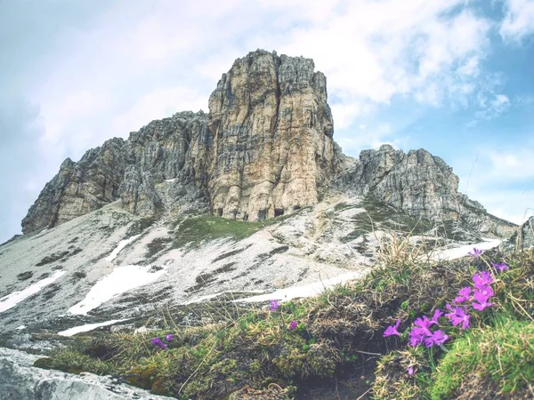 Först Våren Vackra Blommande Sextener Dolomiten Bergen Visa Italienska Alperna — Stockfoto