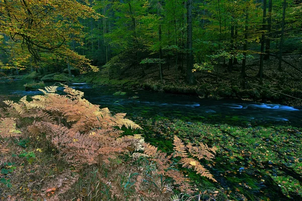 Ruisseau Montagne Coloré Avec Cascades Dans Forêt Automne — Photo