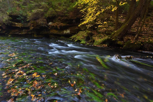 秋の森の小さな川 水の葉 — ストック写真