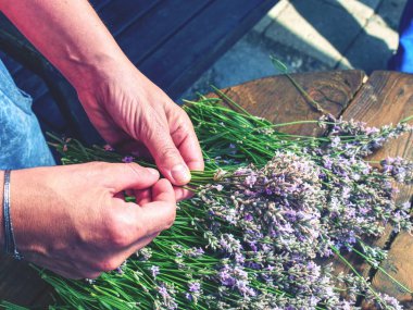 Yakışıklı eller bahçıvan işlemi taze lavanta kokulu demetleri takip ediyor. Doğal lavanta ile rustik masa