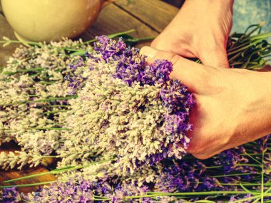 Kız aromatical şifalı otlar için yatak odası hazırlayın. Güzel taze lavanta (Lavandula angustifolia demet)
