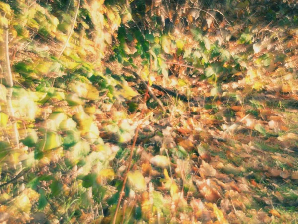 Flying Effect Blurry Movement Colorful Leaves Branches — Stock Photo, Image