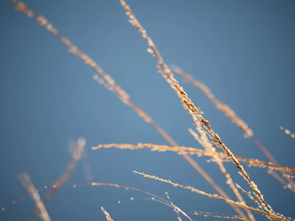 Zár Megjelöl Ból Arany Füves Növény Kis Shinning Magok Közelkép — Stock Fotó