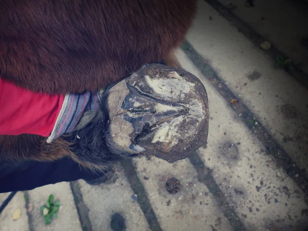 Abstract filter.  Vet examining horse hoof at barn. Cleaning horse hoof with pick