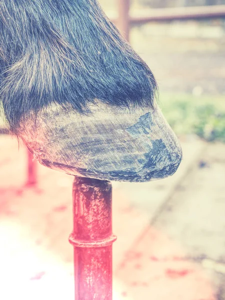 Abstract Filter Vet Examining Horse Hoof Barn Cleaning Horse Hoof — Stock Photo, Image