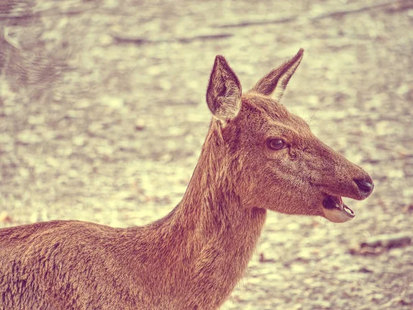 Abstraktní Filtr Mladí Daňci Buck Lese Zvířata Krása Přírodě — Stock fotografie