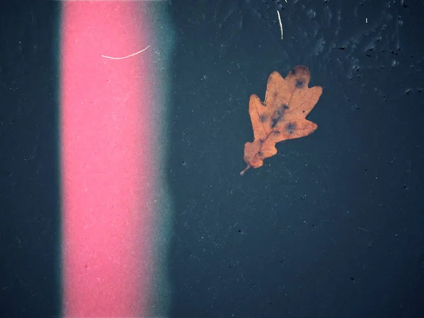 抽象筛选器 秋天的叶子落在水中 有冰片 秋天的树叶是秋天的颜色和灯光 秋天的雨天气 — 图库照片