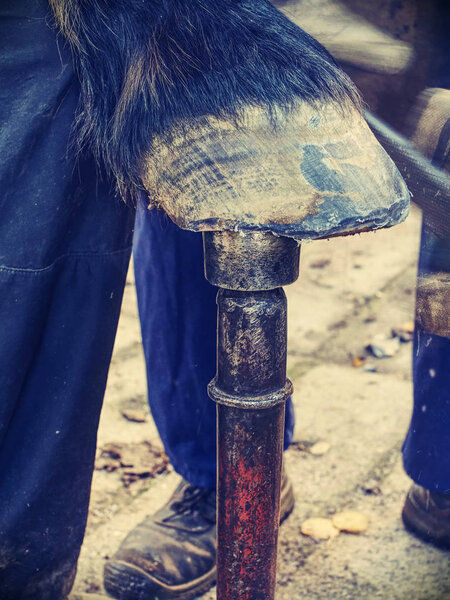 Farrier work. Clear hoof after using hoof rasp, knife, hoof cut pliers