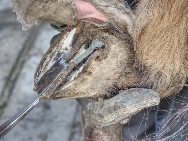 Herrero Limpiando Caballo Descalzo Sin Herraduras Cortar Queratina Desgastada Pedicura — Foto de Stock