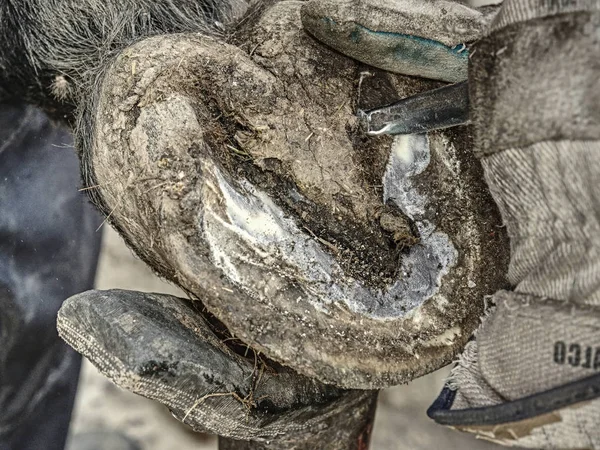 Hovslagaren Eller Smeden Med Rasp Hovkniv Och Hoven Skär Tång — Stockfoto