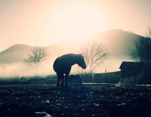 Cavalo Caminha Névoa Dia Frio Queda Região Montanha Escala Cavalo — Fotografia de Stock