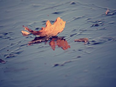 Göl kenarında koyu ince buz meşe yaprakları ile kaplı. Erken kış hava