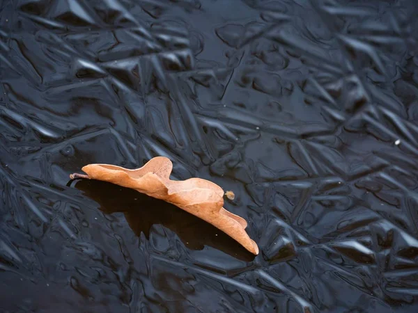 Eiken Blad Bladeren Cruising Ijs Bevroren Rivier Zonnige Dag — Stockfoto