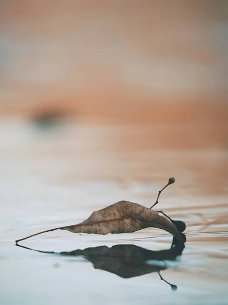 Low Ankle View Leaf Ice Frozen Pond Water Level Beginning — Stock Photo, Image
