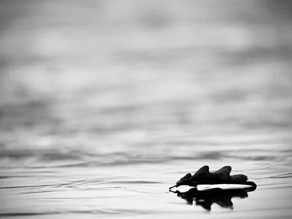 Темний Тонкий Лід Озері Вкритий Дубовим Листям Рання Зимова Погода — стокове фото