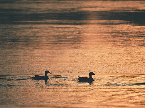 Enten Auf Seeeis Bei Sonnenuntergang Sonne Setzt Blutige Spiegelungen Eis — Stockfoto