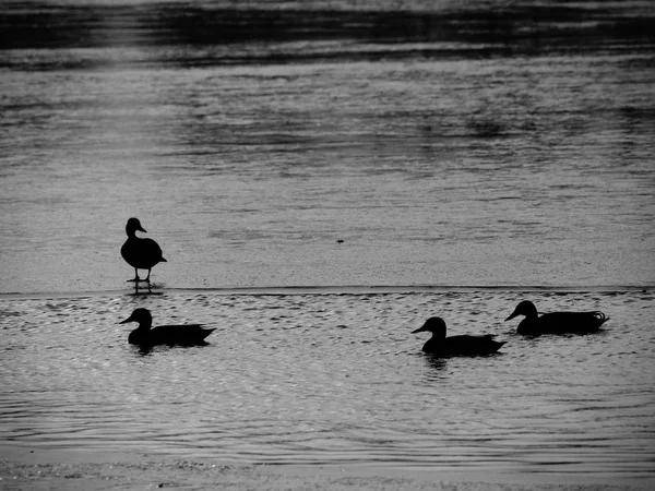 Birds Resting Frozen Lake Surface Ducks Swimming Freezing Winter River — Stock Photo, Image