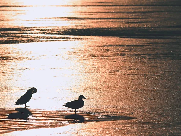 Vögel Ruhen Auf Der Gefrorenen Oberfläche Des Sees Enten Schwimmen — Stockfoto