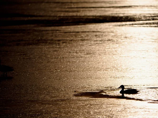 Passeio Romântico Lago Congelado Patos Descansam Superfície Flare Solar Capa — Fotografia de Stock