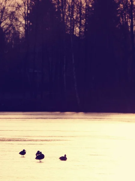 Patos Nadam Descansam Gelo Congelando Rio Inverno Pôr Sol Vermelho — Fotografia de Stock