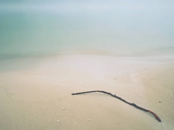 Droge Tak Wordt Geworpen Het Strand Door Zee Branch Het — Stockfoto