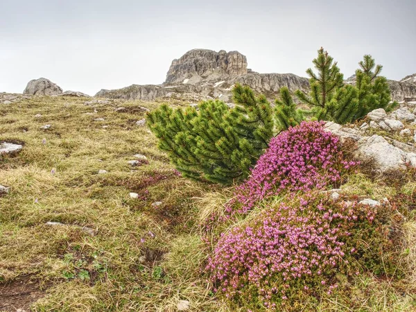 ピンクのコントラストは小枝岩の冷たい鋭いピークとヘザーの茂みです ドロミテの山々 に春来る — ストック写真