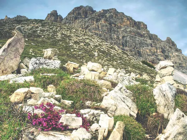 Paesaggio Incredibile Con Fiori Primaverili Fiore Cime Montagna — Foto Stock