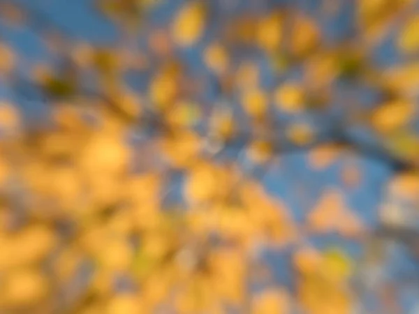 Fundo Colorido Borrado Floresta Outono Pôr Sol — Fotografia de Stock