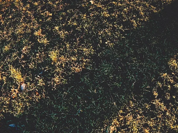 Frosty Ground Hoarfrost Leaves Leaf Ice Crystals Frost Coating Snowy — Stock Photo, Image