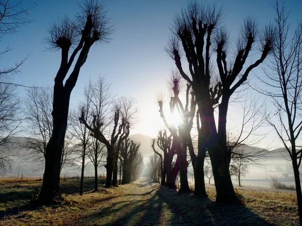 Lipowej Słoneczny Świt Parku Rano Cieniu Drzew Szlaku Aleja — Zdjęcie stockowe