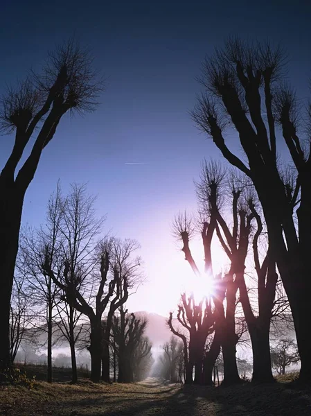 カットのライムの木の古い路地 霧の春の日に太陽が昇る — ストック写真