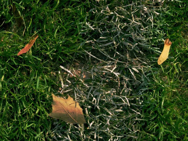 Hojas Amarillas Caídas Campo Fútbol Verde Hierba Fútbol Fin Temporada —  Fotos de Stock