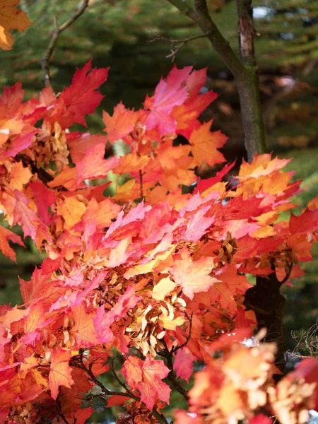Puncak Pohon Maple Maple Pohon Dengan Berdarah Kuning Oranye Merah — Stok Foto